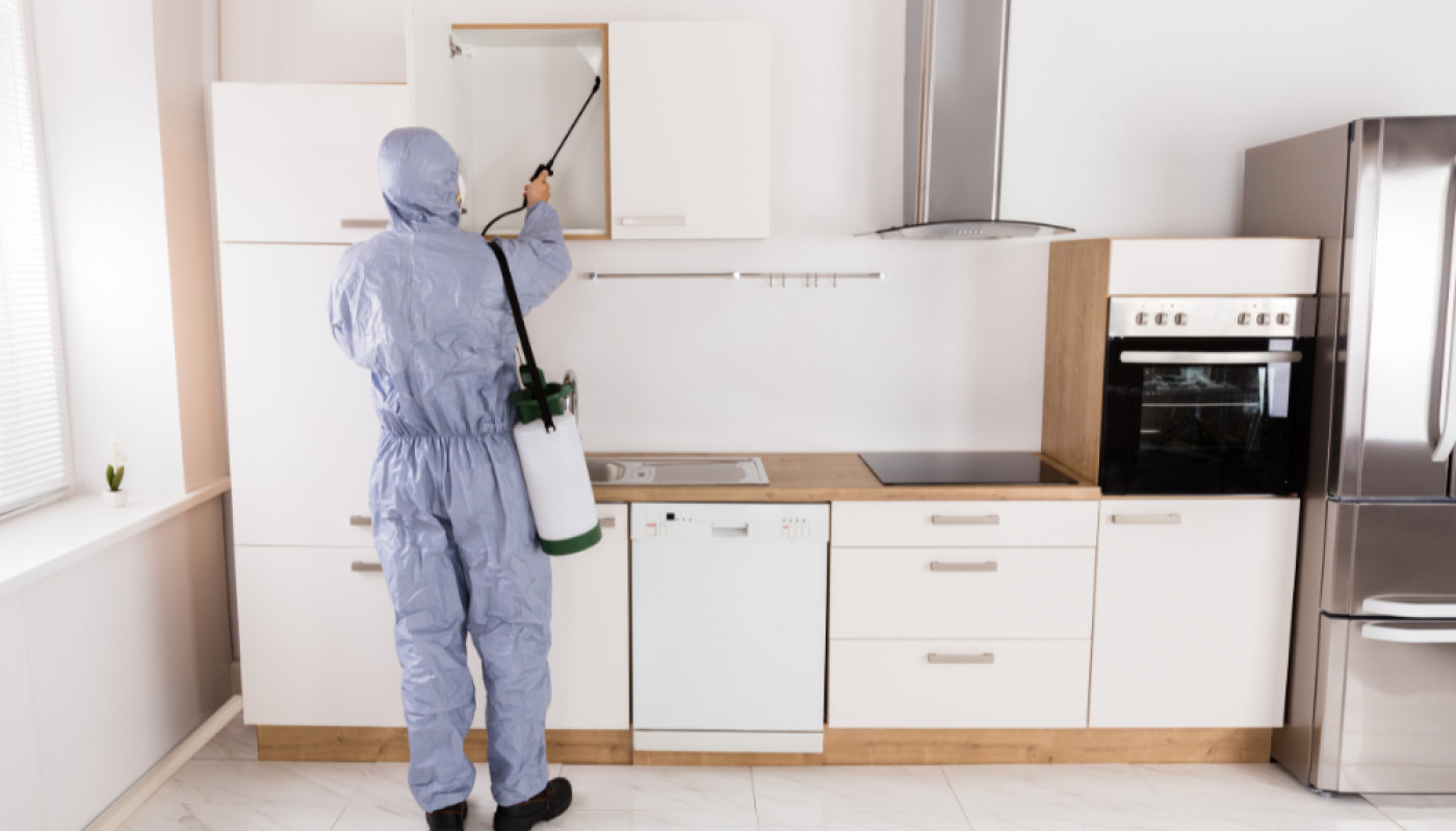 Désinsectisation à Tours : Sherlock Détecte vous débarrasse des blattes !